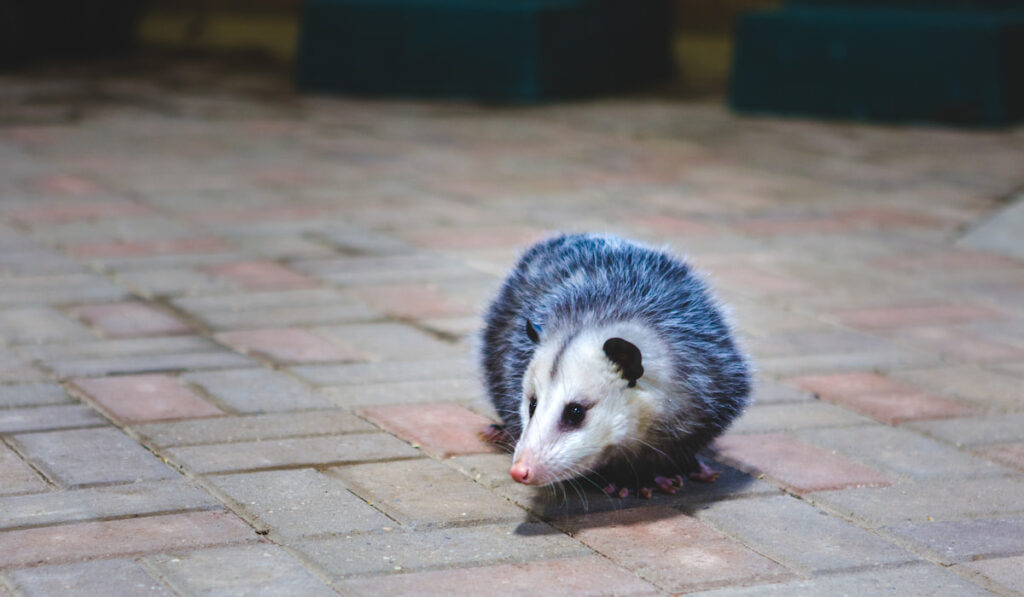 Opossum on the floor at a zoo