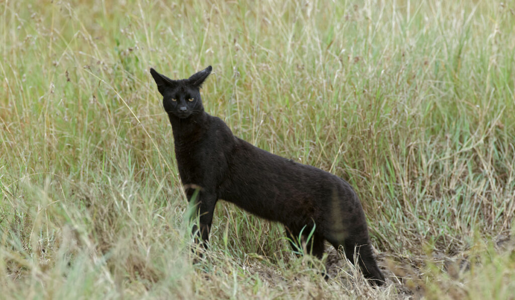 black Serval Cat in grass field