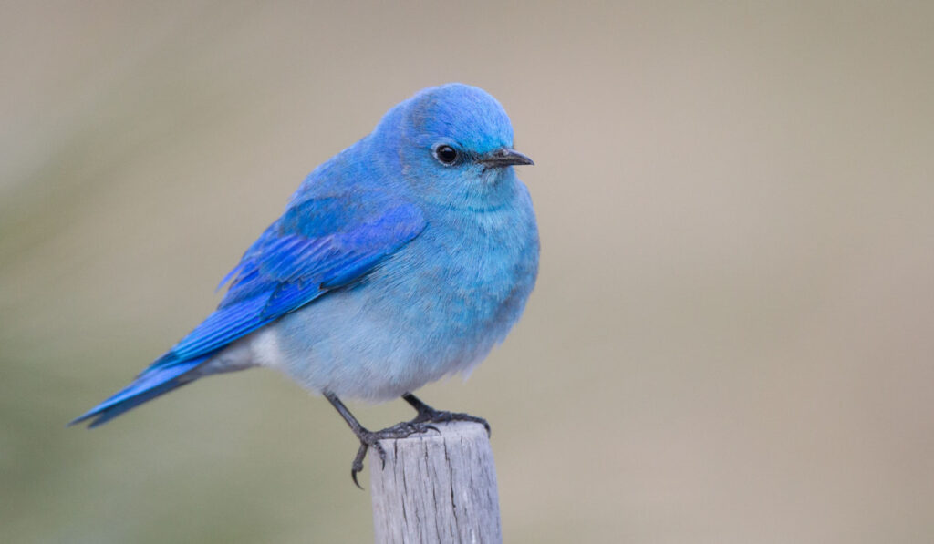 Portrait of a Mountain Bluebird
