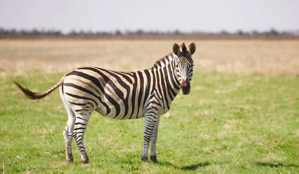 zebra grazing on grass