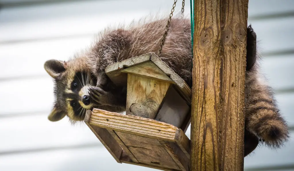 Raccoon on a bird feeder looking for a meal