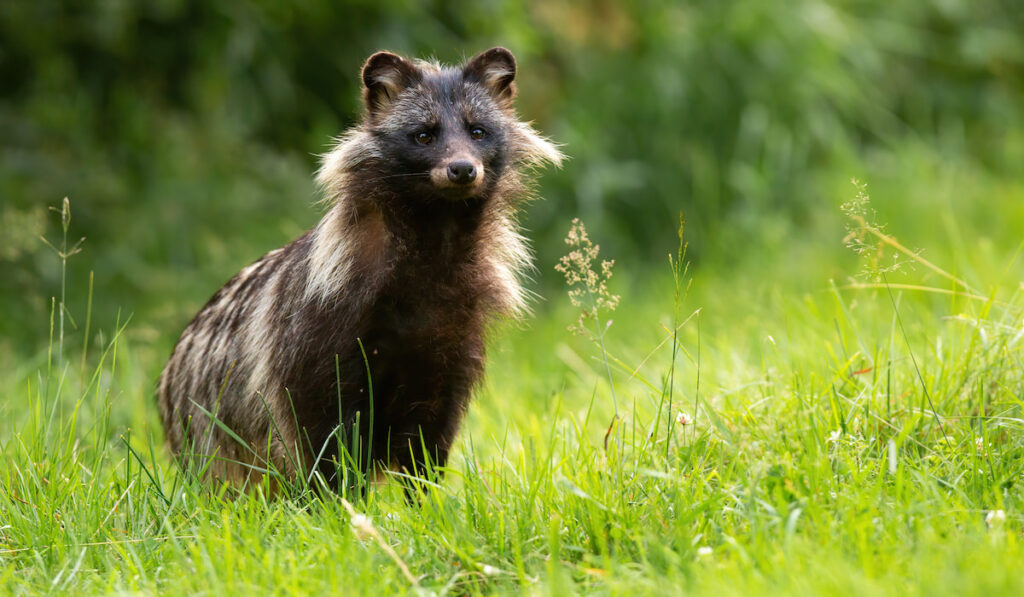 Raccoon standing on grassland in summertime nature