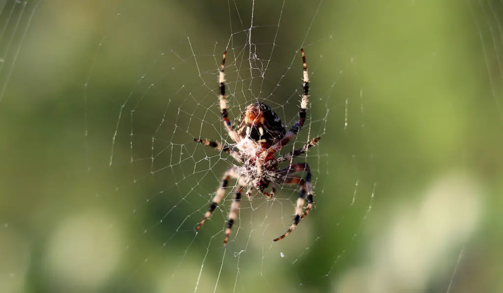 spider on his web
