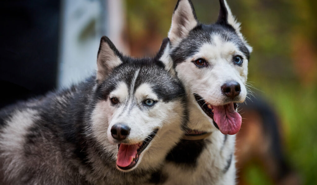 two Siberian husky dogs 