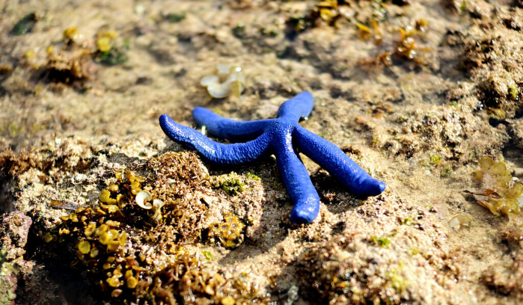 Underwater blue starfish, Linckia Laevigata over table coral
