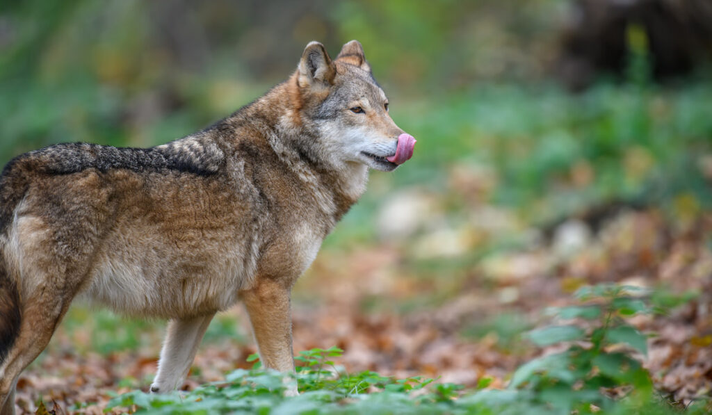 Wolf in autumn forest background