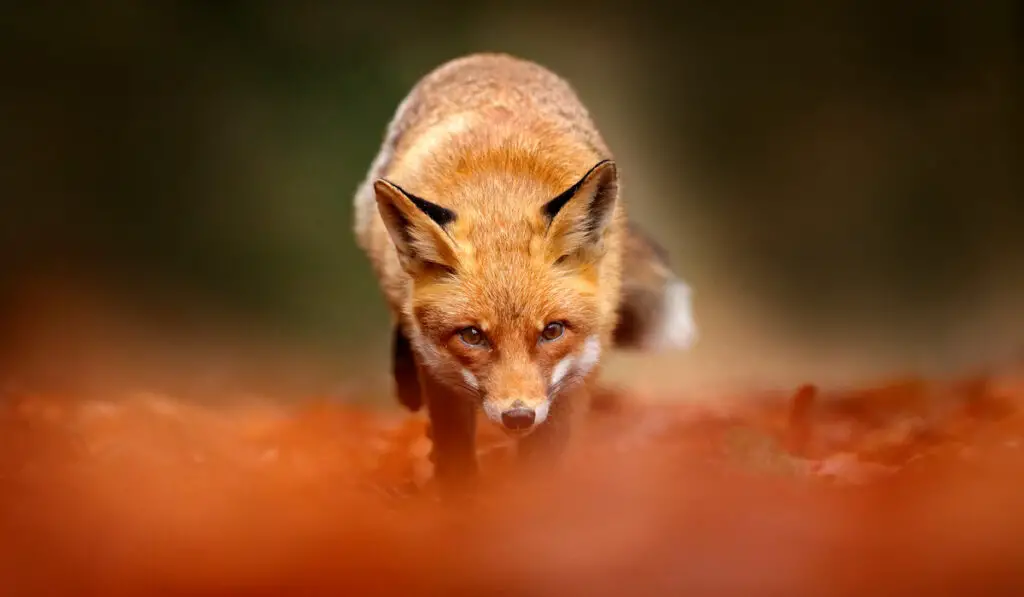 a fox stalking