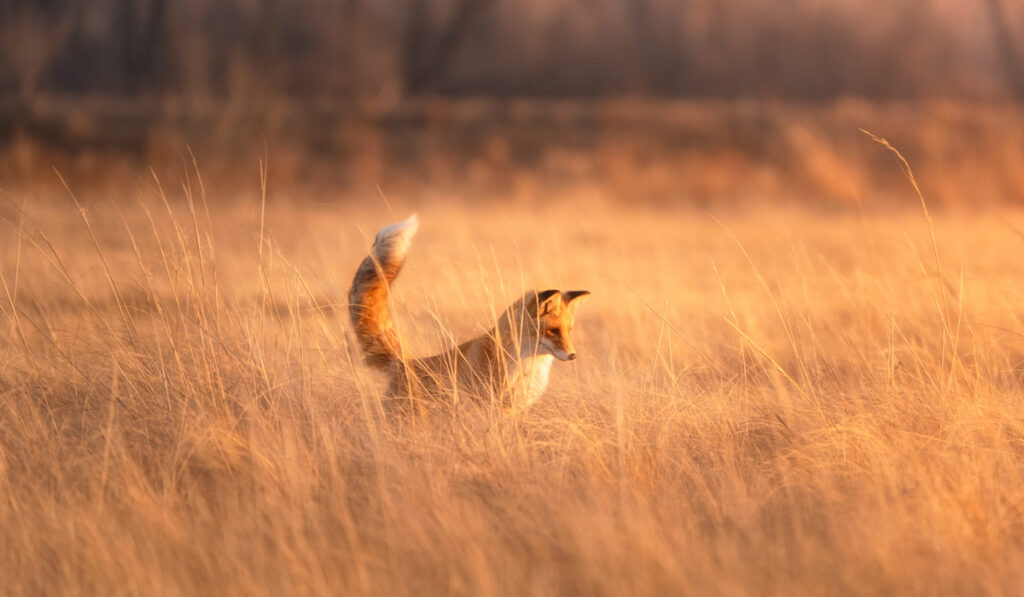 an orange fox in an open grassy field
