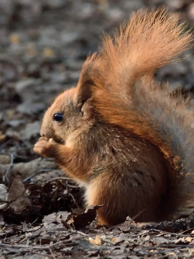 Can Squirrels Eat Chicken? Exploration Squared