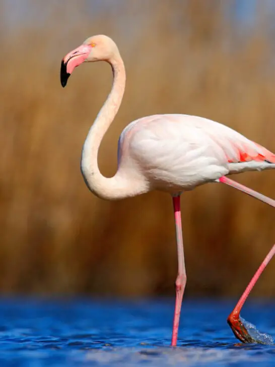flamingo treading on water