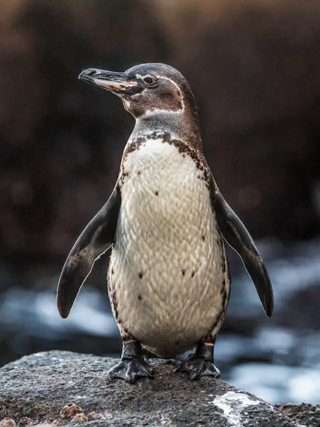 7 Things Penguins Eat (and 7 Things They Don’t) - Exploration Squared