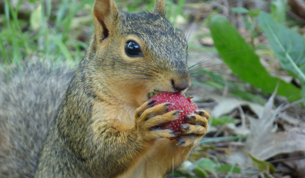 cute squirrel gets a fresh juicy strawberry for a treat