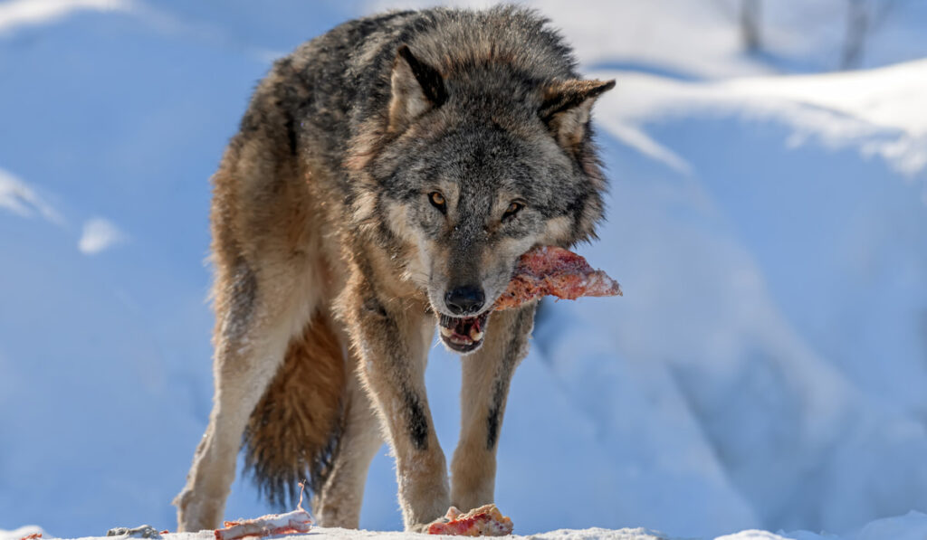 gray wolf eating meat in the winter forest