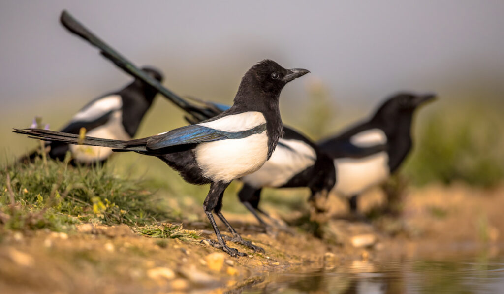 group of Eurasian Magpie in the garden drinking from pond 
