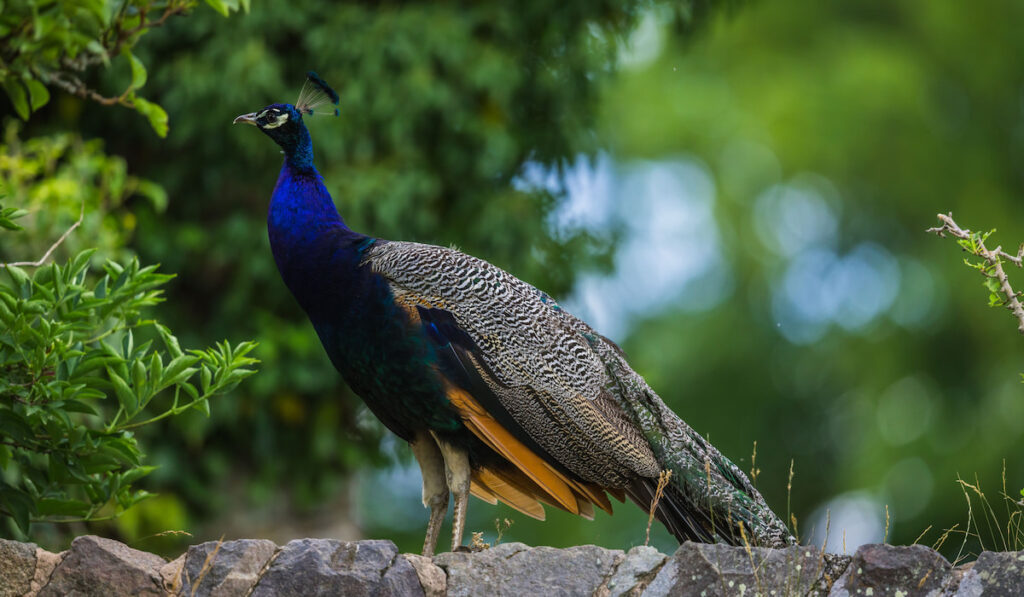 portrait of an Indian Peafowl