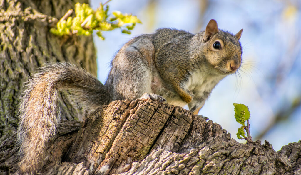 single squirrel sitting on a tree 