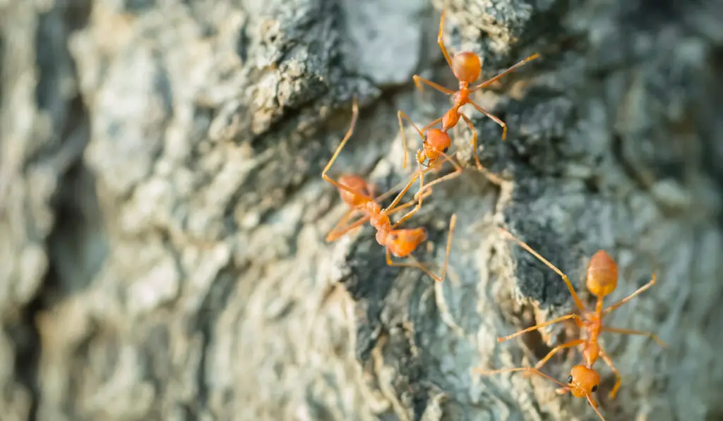 3 red ants working as a team on a rock wall