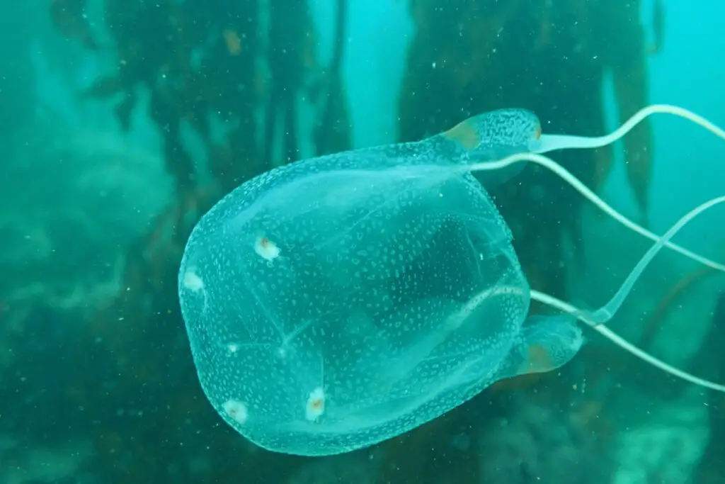 A box jellyfish in Atlantic ocean