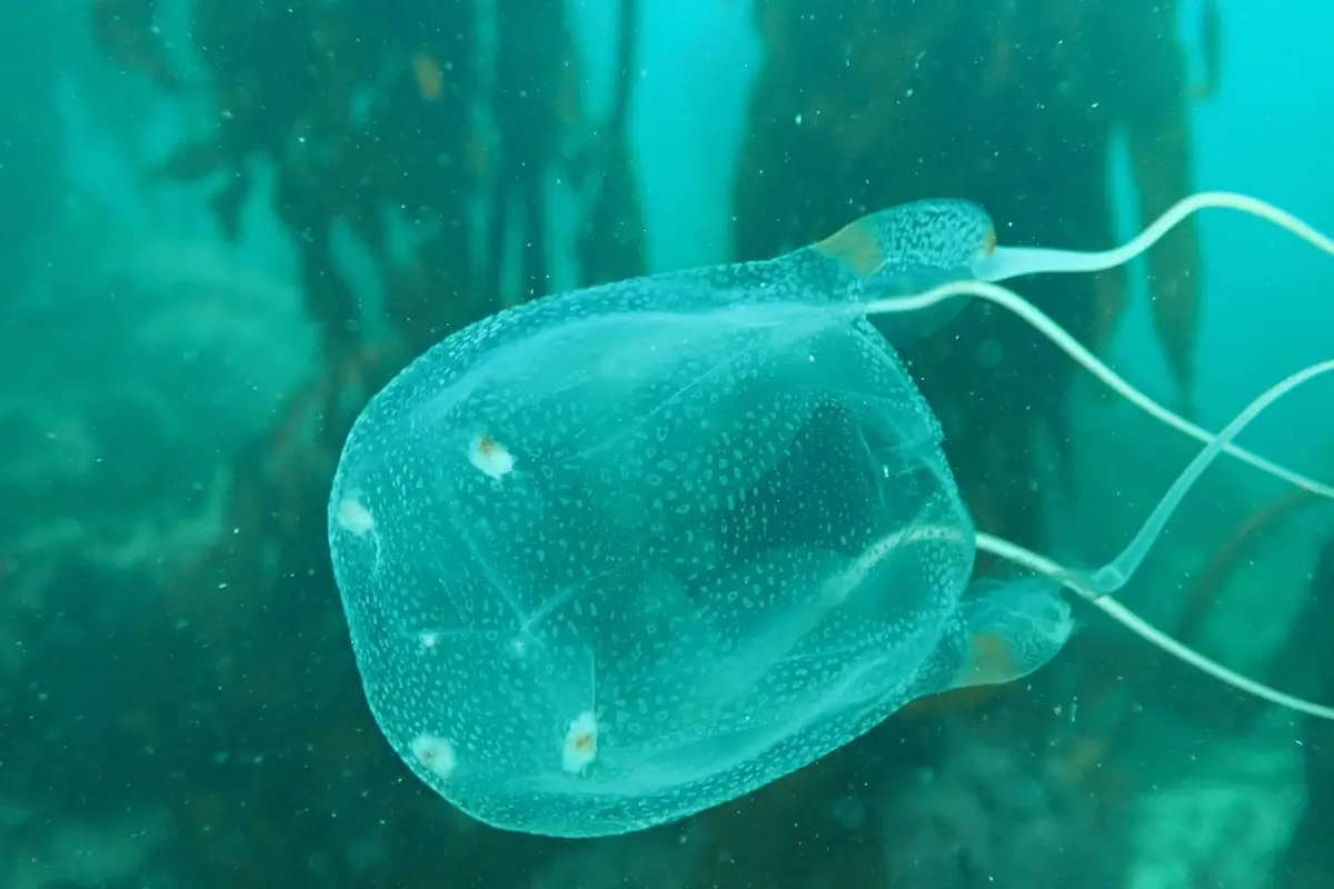 11 Types of Jellyfish in Florida Exploration Squared