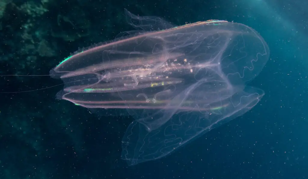 A comb jelly, also known as a ctenophore, cruises through the Pacific Ocean near a coral reef 