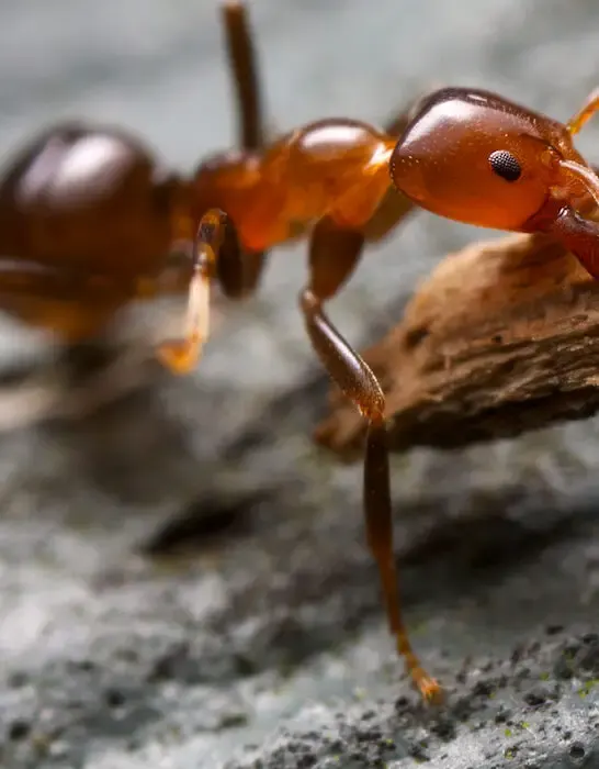 ant lifting a piece of bark
