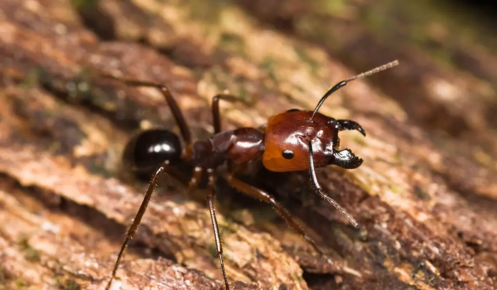 Big headed ant on a piece of wood