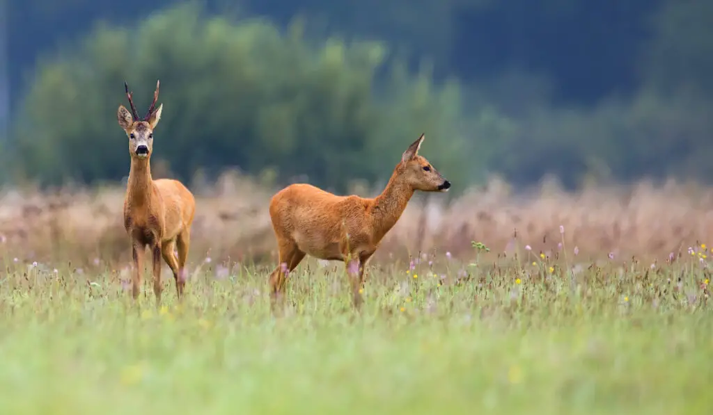 Buck deer with roe-deer in wild