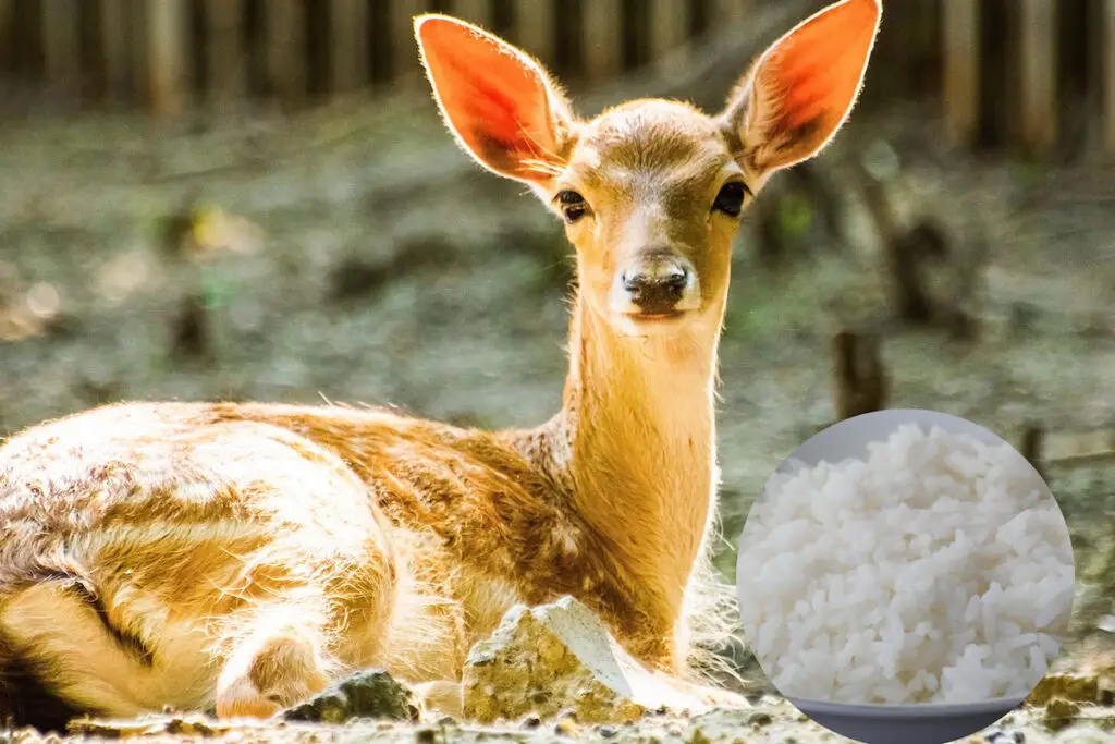 Deer resting at the zoo and a plate of cooked rice