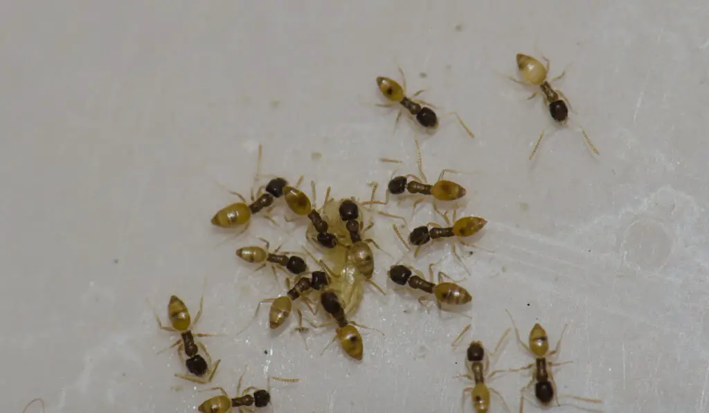 Group of Ghost ants ( tapinoma melanocephalum ) feeding on liquid food scrap on the ground