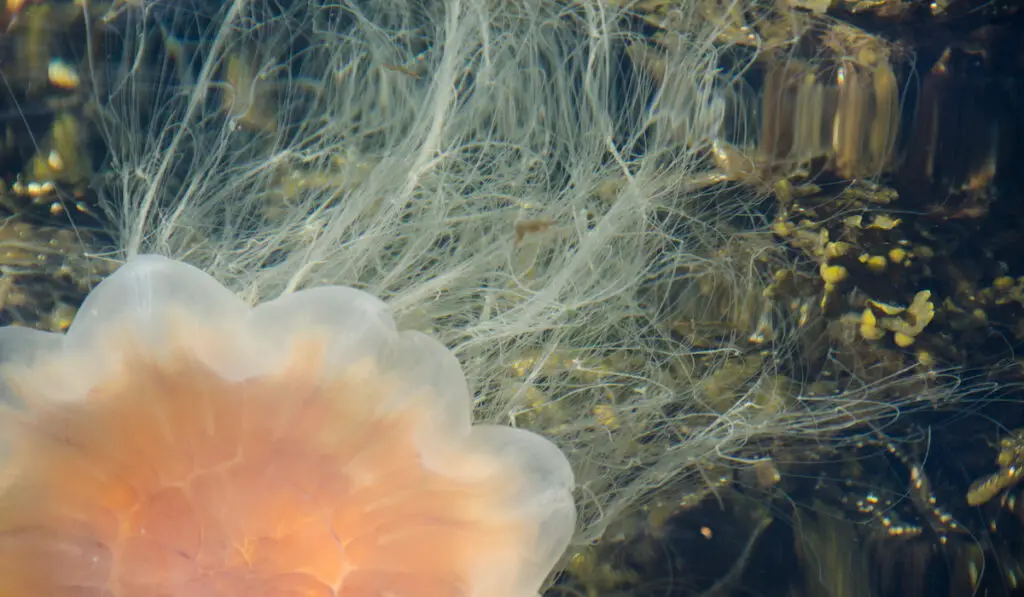 Lion's mane jellyfish, Cyanea capillata, swimming in water close to the surface

