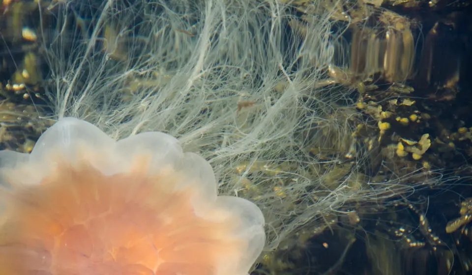 11 Types of Jellyfish in Florida Exploration Squared