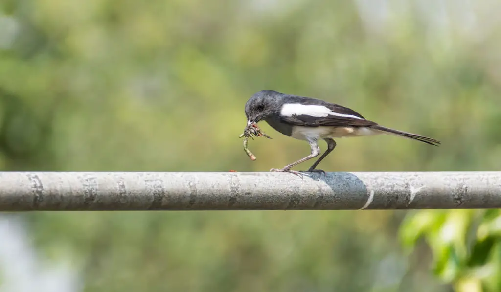 Magpie hunt for insects to eat
