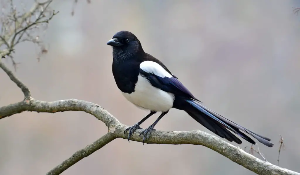Magpie on the branch 