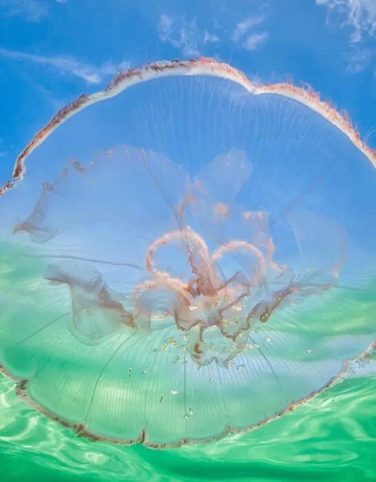 moon jellyfish aurelia aurita drifting in the current