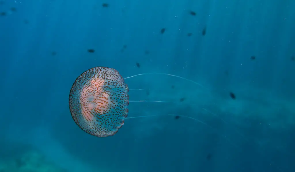 Pelagia noctiluca also known as mauve stinger swimming in blue sea