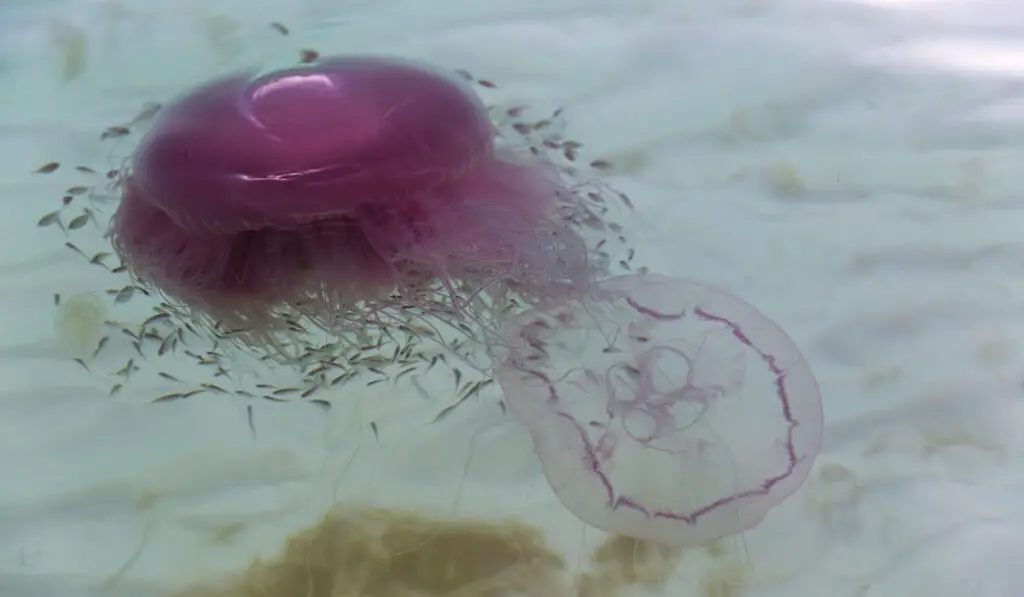 Rare species of jellyfish Drymonema Larsoni, also known as pink meanie in clear water