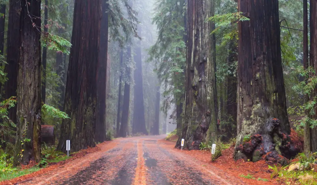 Redwood forests National Park