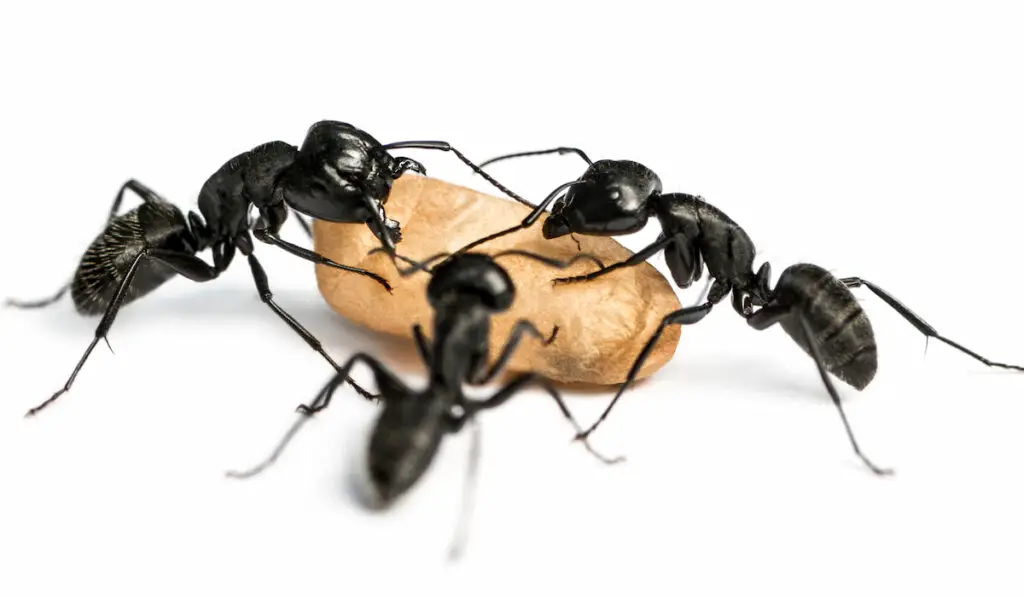 Three carpenter ants carrying an egg on white background