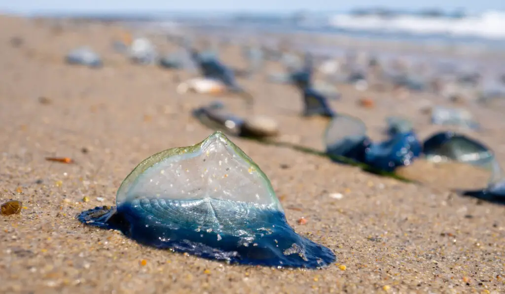 Velella (velella velella) or by-the-wind sailor washed up on the beach in Malibu