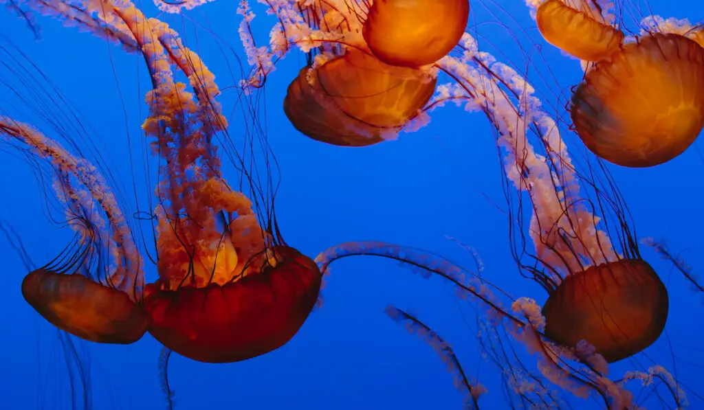 Vibrant Pacific sea nettle jellyfish swimming in blue water