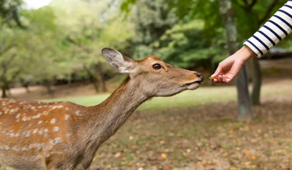 Woman's hand feeding deer in a park