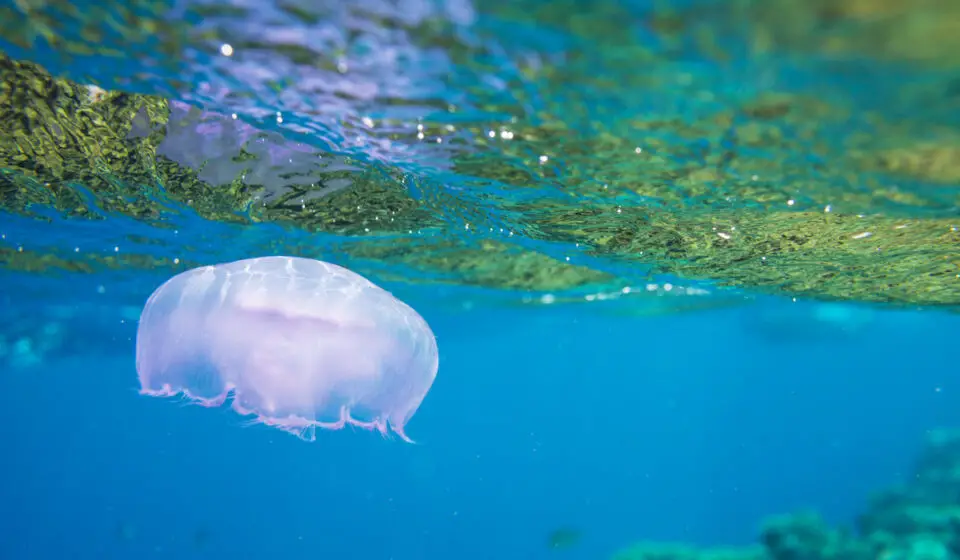 11 Types of Jellyfish in Florida Exploration Squared
