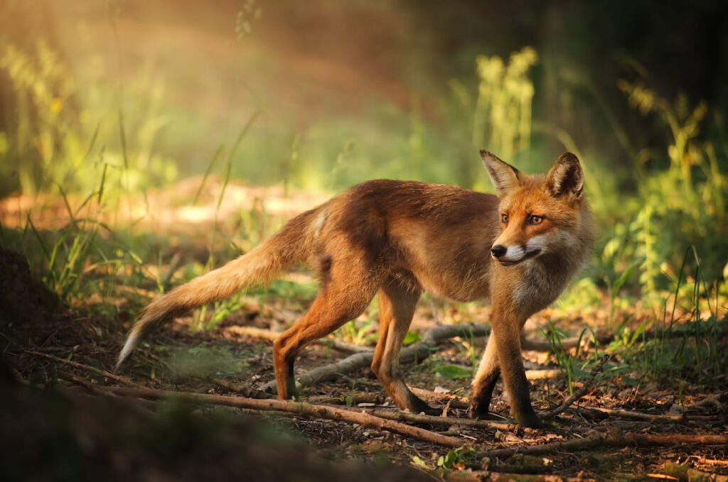 fox walking in the forest