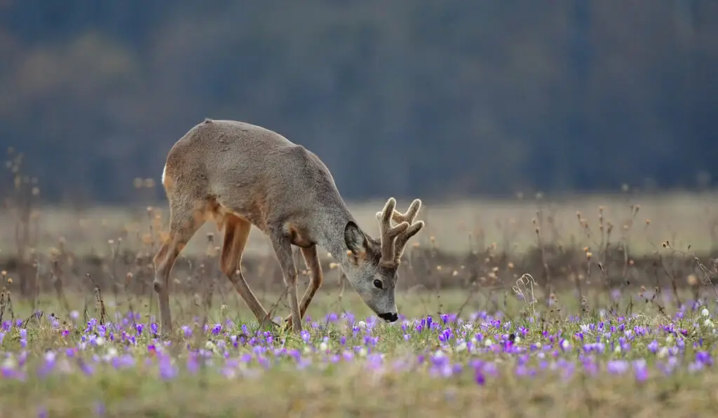roe deer smelling purple flowers on the ground
