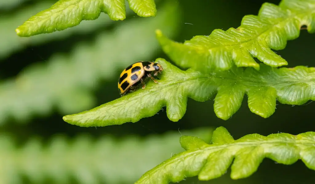 A 14-spot ladybird (Propylea quattuordecimpunctata) seen on fern fronds in May
