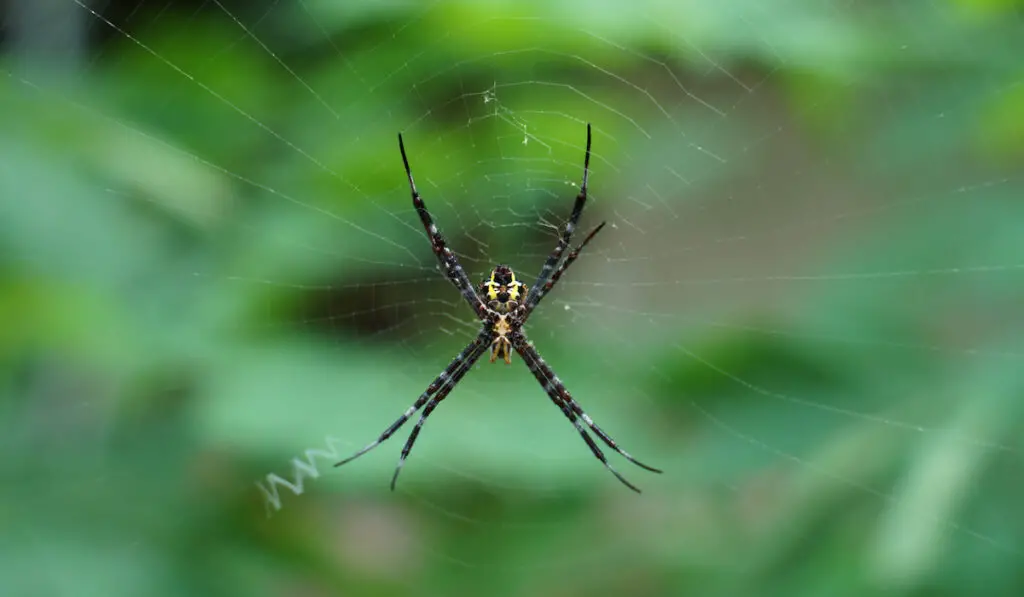 Argiope florida Spider on Web in the garden
