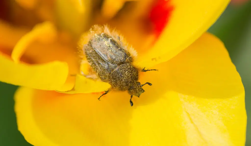 Beetle on a yellow flower in the garden