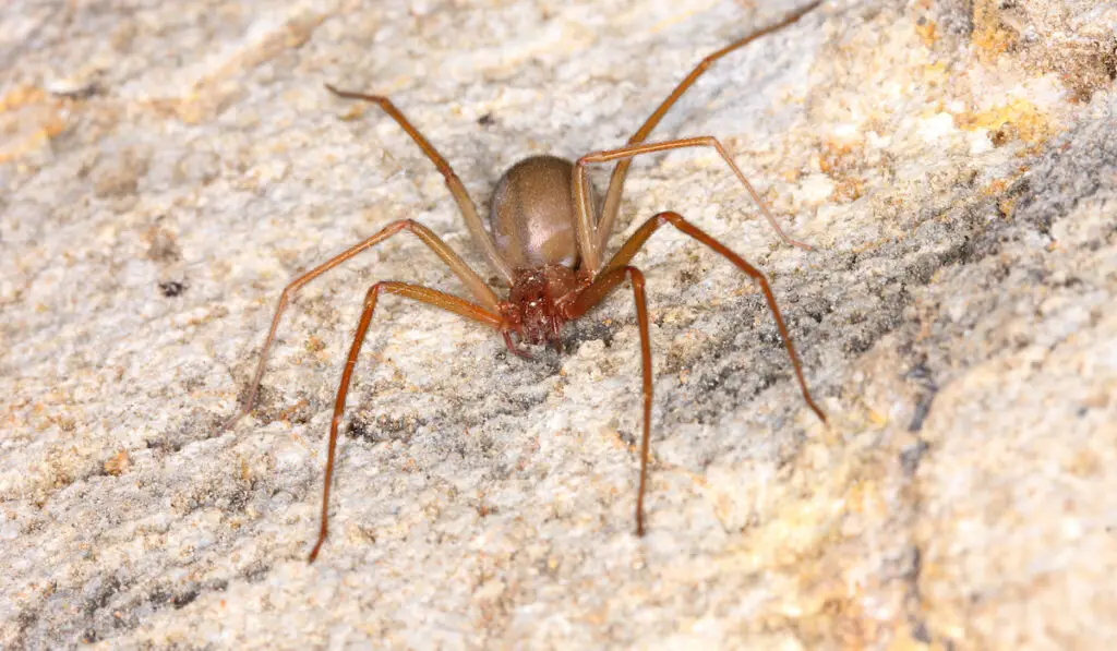 Brown recluse spider (Loxosceles rufescens) on white stone wall