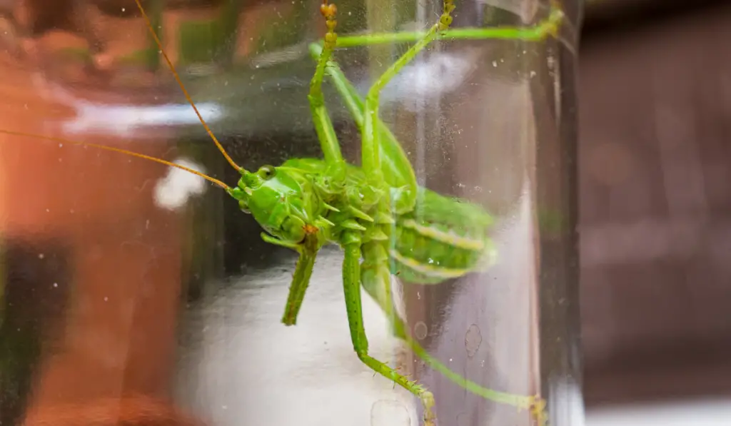 Close up of Green grasshopper