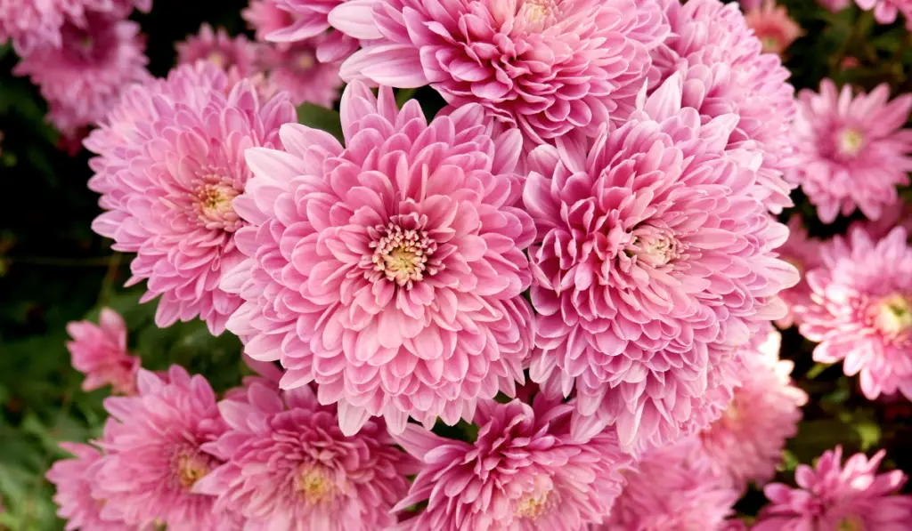 A close up photo of a bunch of dark pink chrysanthemum flowers